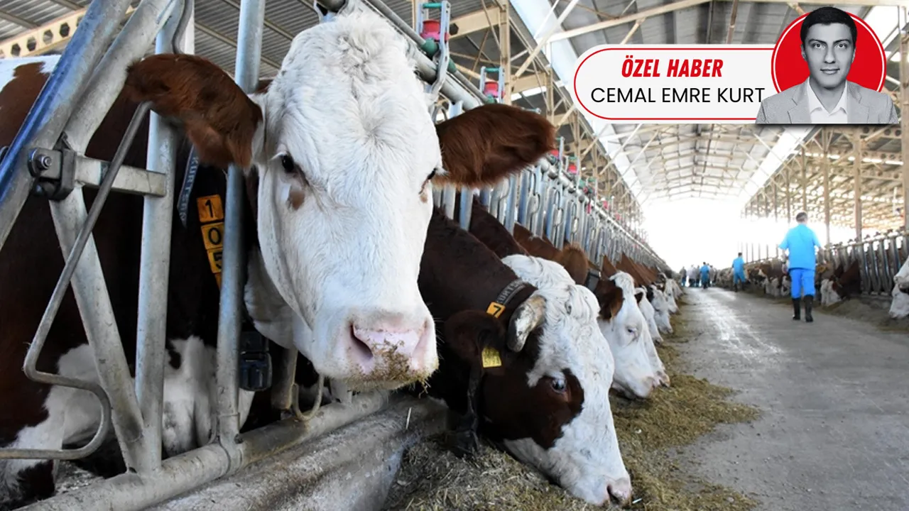 500 bin ithal büyükbaş geliyor! Besilik sığır, Et ve Süt Kurumu'na emanet