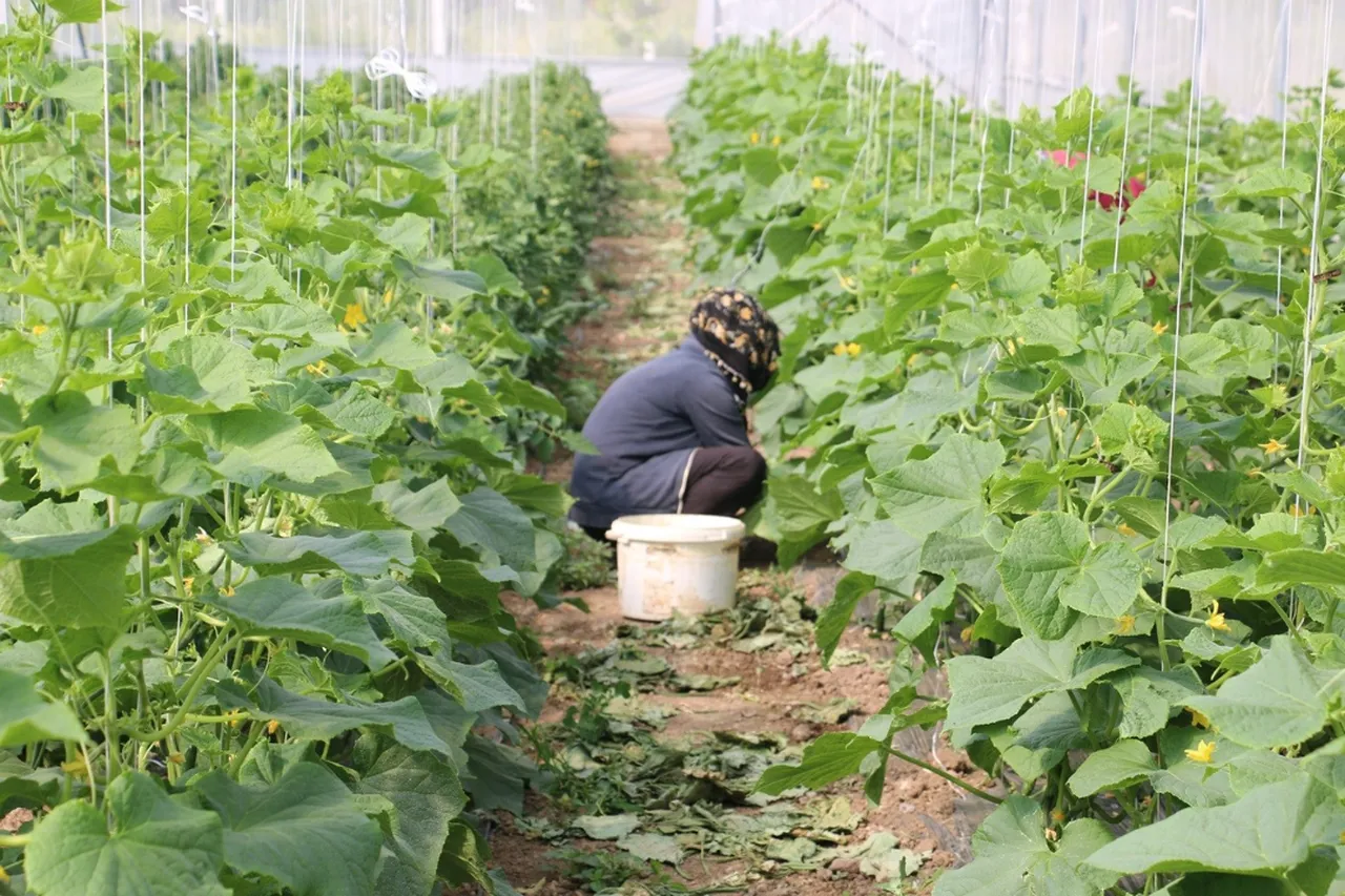Kadın çiftçilere hibe desteği! Anahtar teslim 1.000 metrekarelik sera kurulacak 