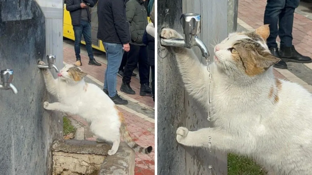 Yürek ısıtan görüntü! Vatandaşlar çeşmeyi açtı: Kedinin susuzluğu sona erdi