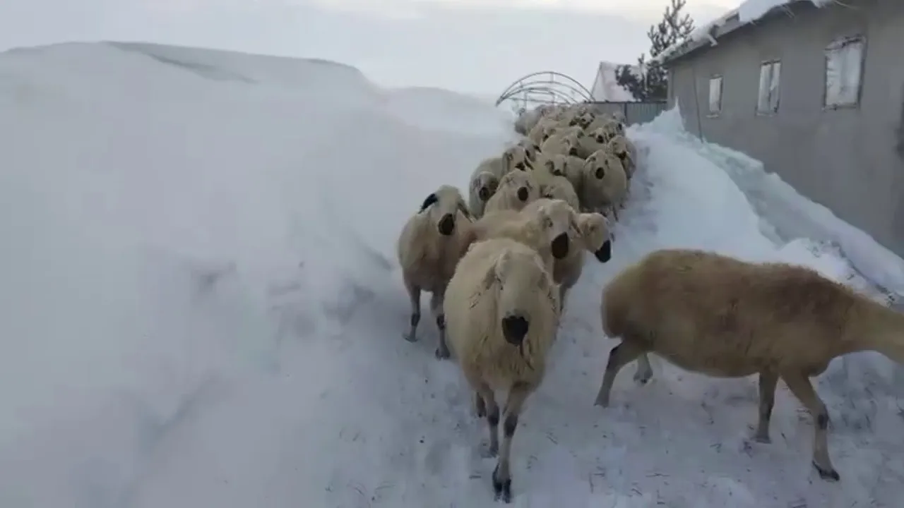 Kar kalınlığı 2 metreyi aştı! Son 15 yılın en fazla yağışı