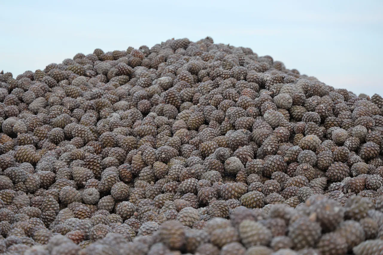 100 kilogramdan kozalaktan 2 kilo çıkıyor! Altınla yarışıyor, toptanda kilosu 2.500 lira 