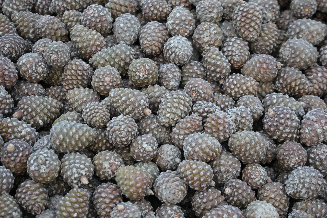 100 kilogramdan kozalaktan 2 kilo çıkıyor! Altınla yarışıyor, toptanda kilosu 2.500 lira