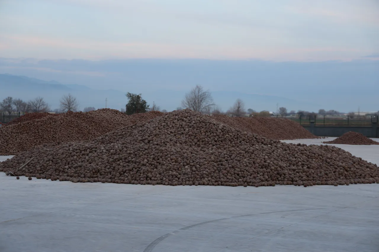 100 kilogramdan kozalaktan 2 kilo çıkıyor! Altınla yarışıyor, toptanda kilosu 2.500 lira