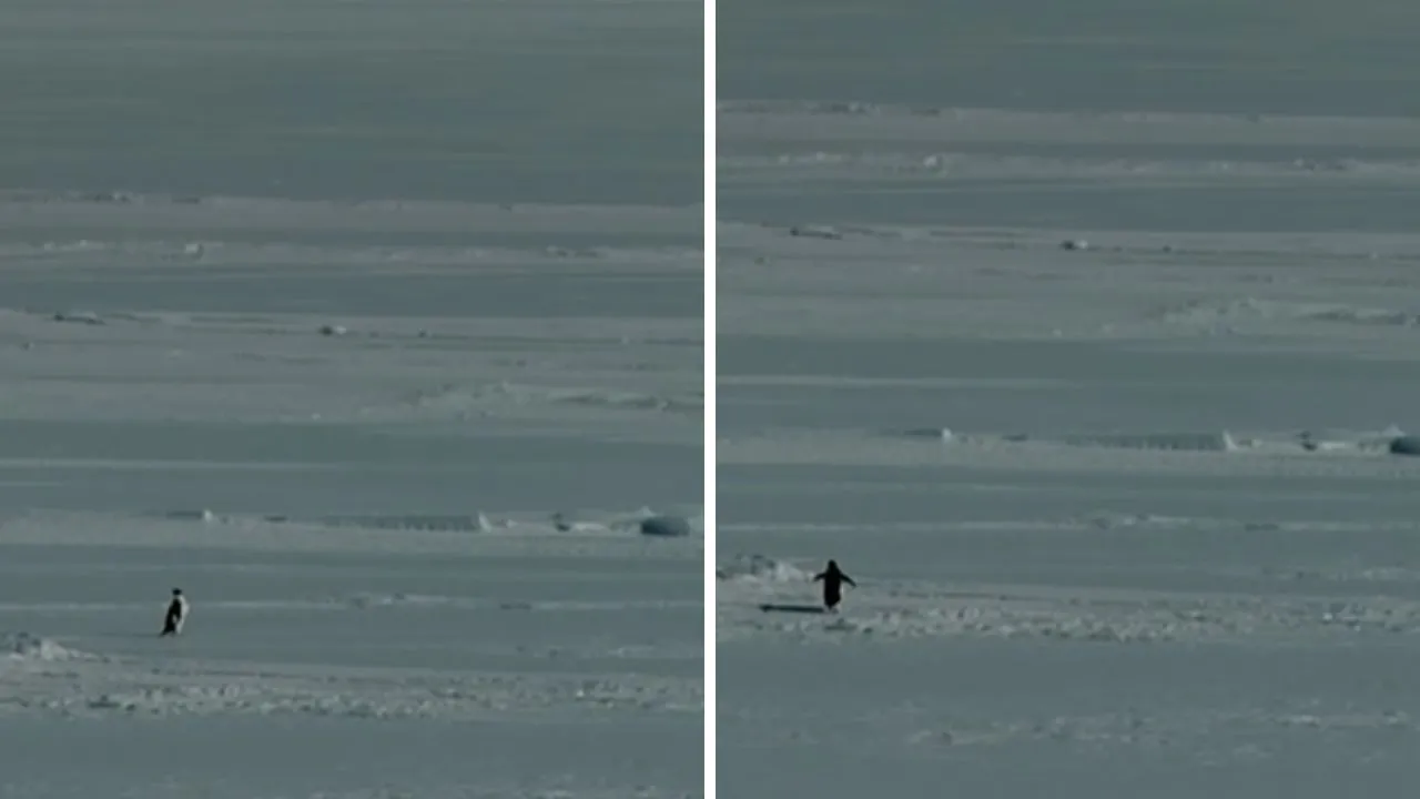 Herzog belgeselin perde arkasını anlattı! Sürüden ayrılan penguen hikayesi nedir?