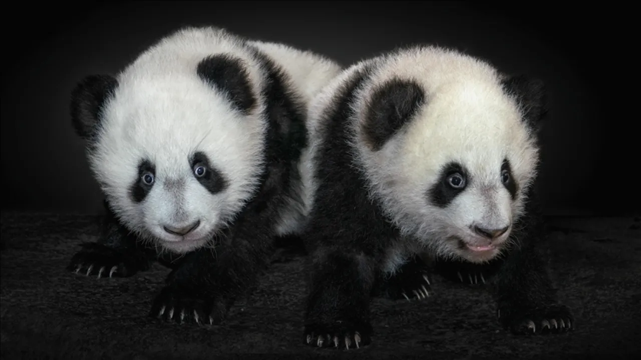 Japonya'da 1972'den beri bir ilk! İkiz pandaları son kez görmek isteyen binlerce kişi akın etti