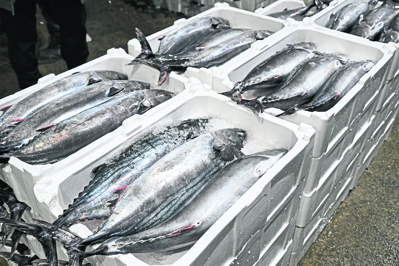 Palamudun büyüğü geldi! Marmara'da torik bolluğu