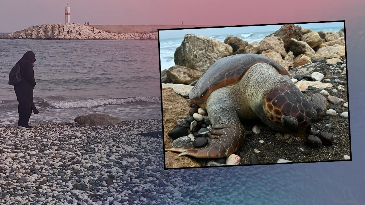 15 günde 7’nci ölüm! Mersin’de caretta cerattalar sahile vuruyor