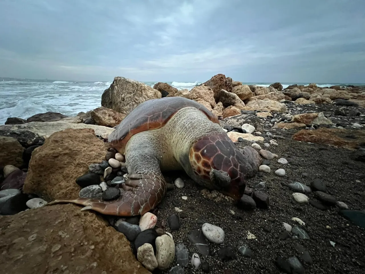 15 günde 7’nci ölüm! Mersin’de caretta cerattalar sahile vuruyor