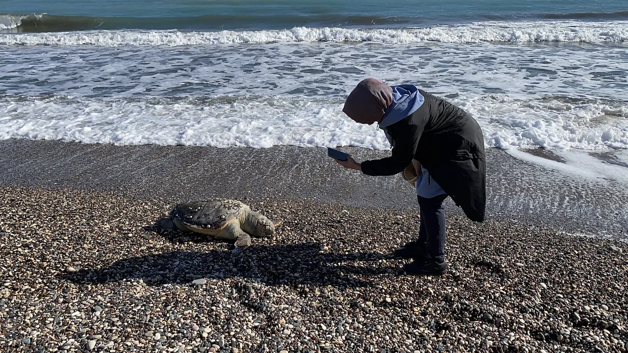 15 günde 7’nci ölüm! Mersin’de caretta cerattalar sahile vuruyor