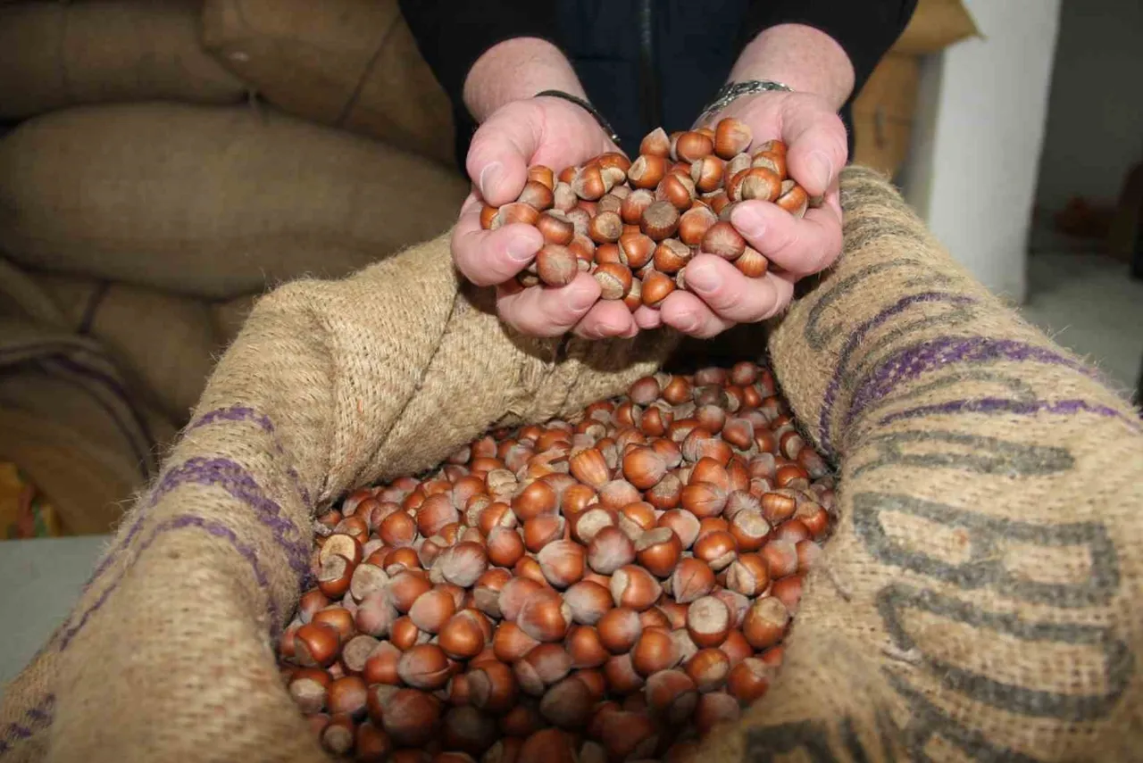 400 lira olması bekleniyordu! Fındık fiyatları üreticiyi terse yatırdı