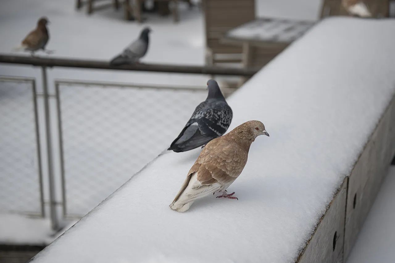 ABD kar fırtınasıyla buz kesti! Onlarca kişi öldü, yüzlerce kişi elektriksiz kaldı
