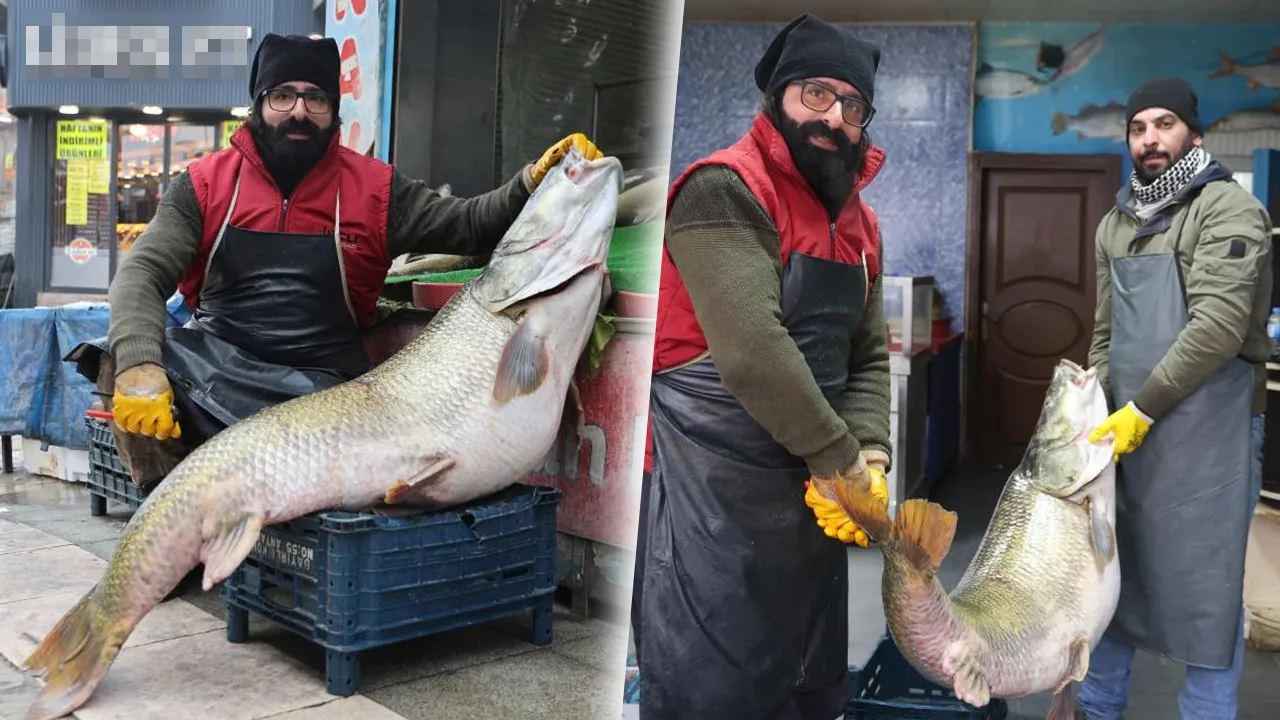 Elazığ'da yakalandı, 2 kişi zor kaldırıyor! Kilosu 500 liradan satışta 