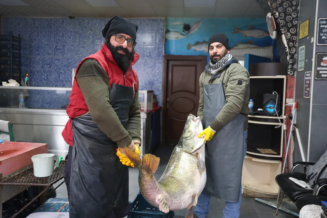 Elazığ'da yakalandı, 2 kişi zor kaldırıyor! Kilosu 500 liradan satışta
