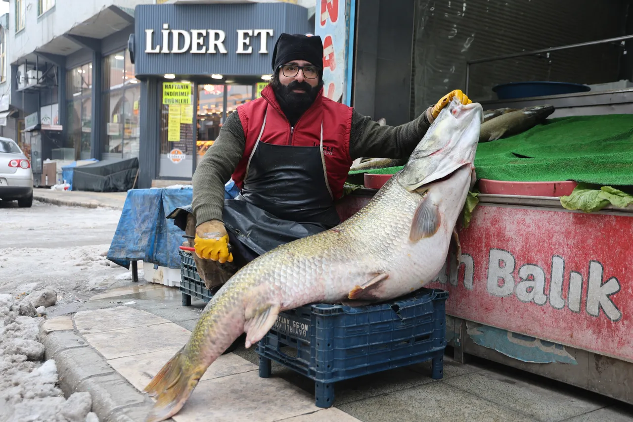 Elazığ'da yakalandı, 2 kişi zor kaldırıyor! Kilosu 500 liradan satışta