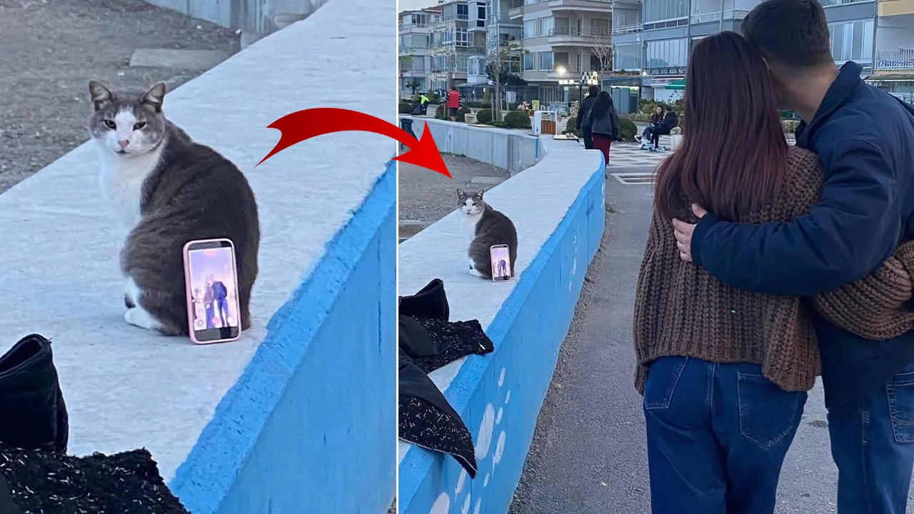 Fotoğraf sorununa güldüren çözüm! Tripod yerine kedi kullandılar