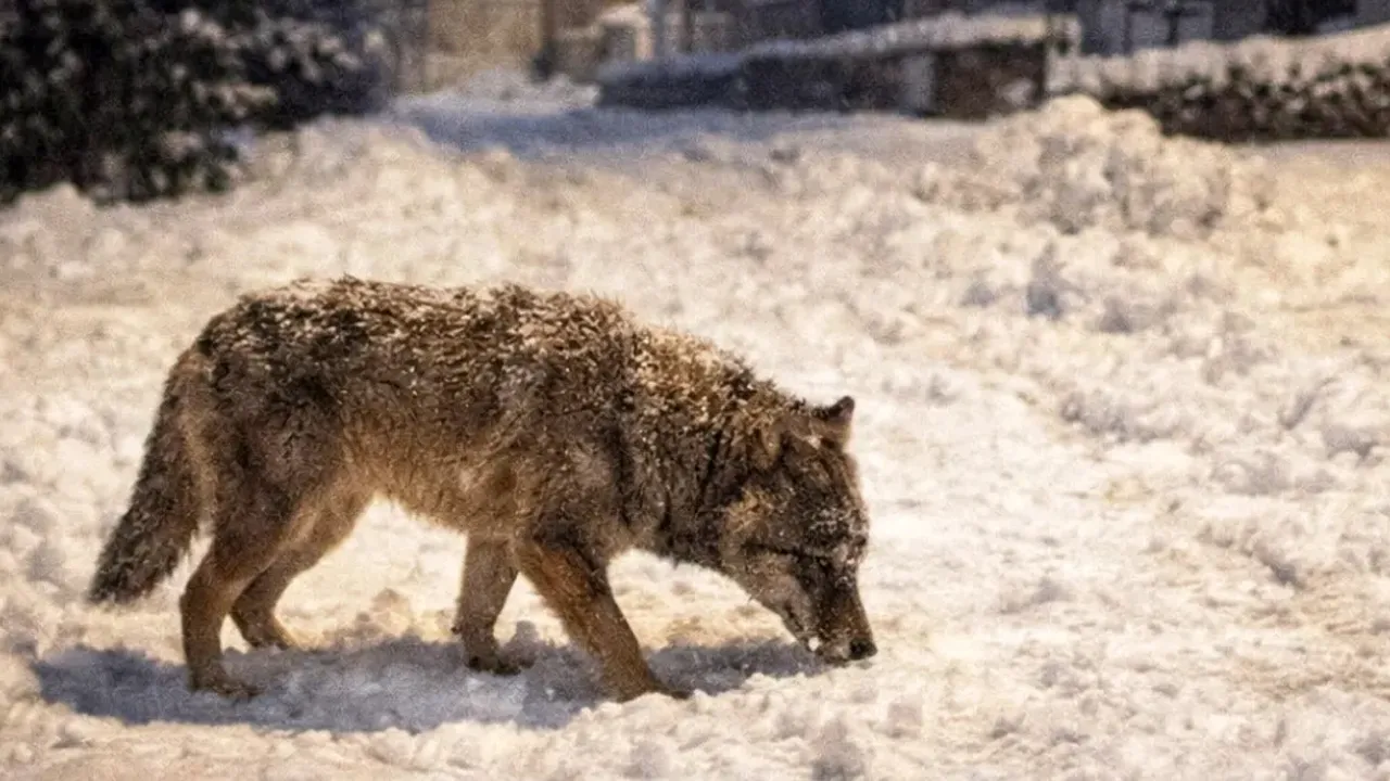 Kars'ta ahıra giren kurtlar 136 koyunu telef etti!