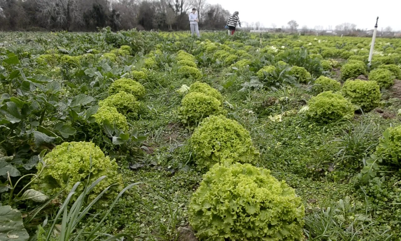 Markette 40 lira! Üretici tarla fiyatından şikayetçi: Maliyetimizi kurtarmıyor