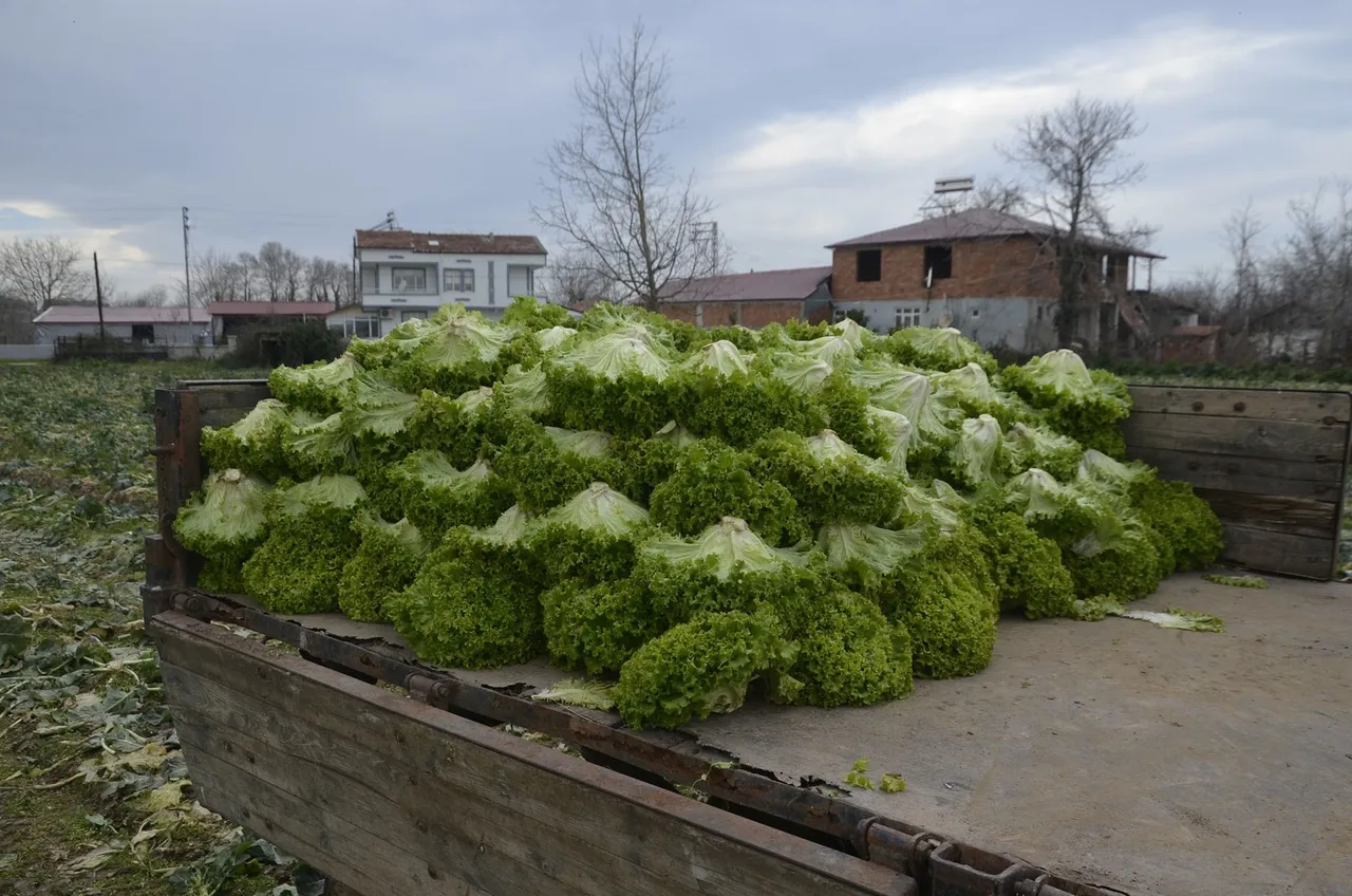 Markette 40 lira! Üretici tarla fiyatından şikayetçi: Maliyetimizi kurtarmıyor