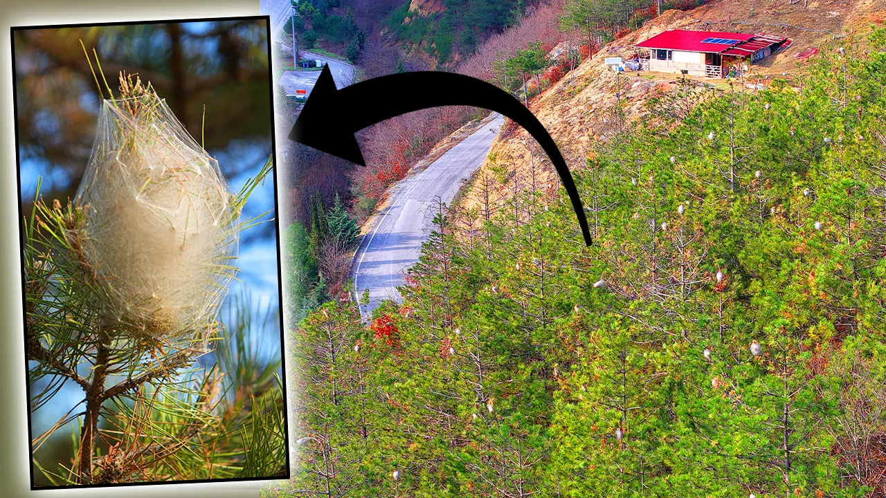 Samsun’da ormanları çam kese tırtılı sardı: Temas edildiğinde alerji riski var