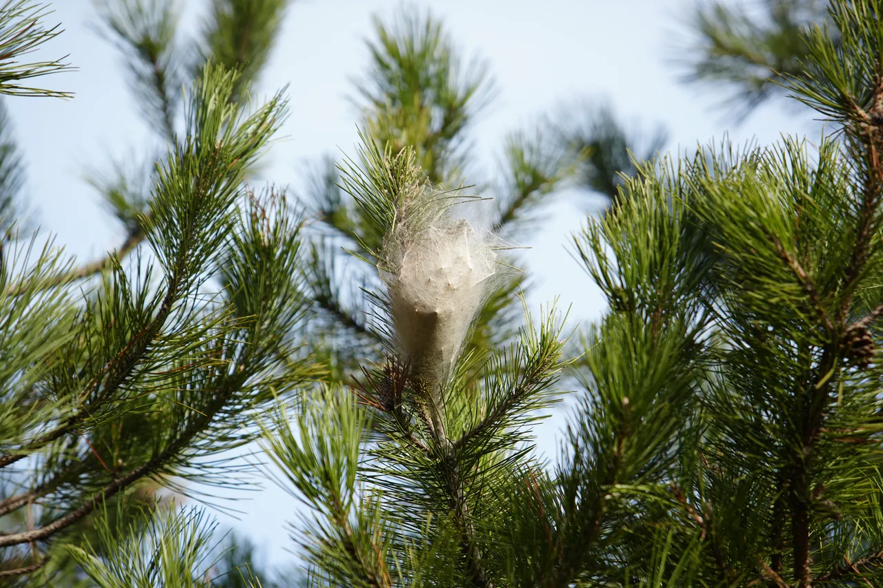 Samsun’da ormanları çam kese tırtılı sardı: Temas edildiğinde alerji riski var