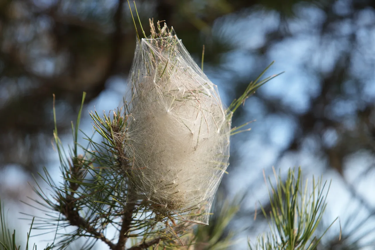 Samsun’da ormanları çam kese tırtılı sardı: Temas edildiğinde alerji riski var