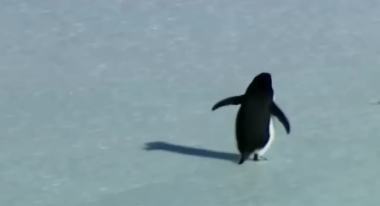 Penguen olayı nedir? Sürüden ayrılan penguenin hikayesini Herzog anlattı