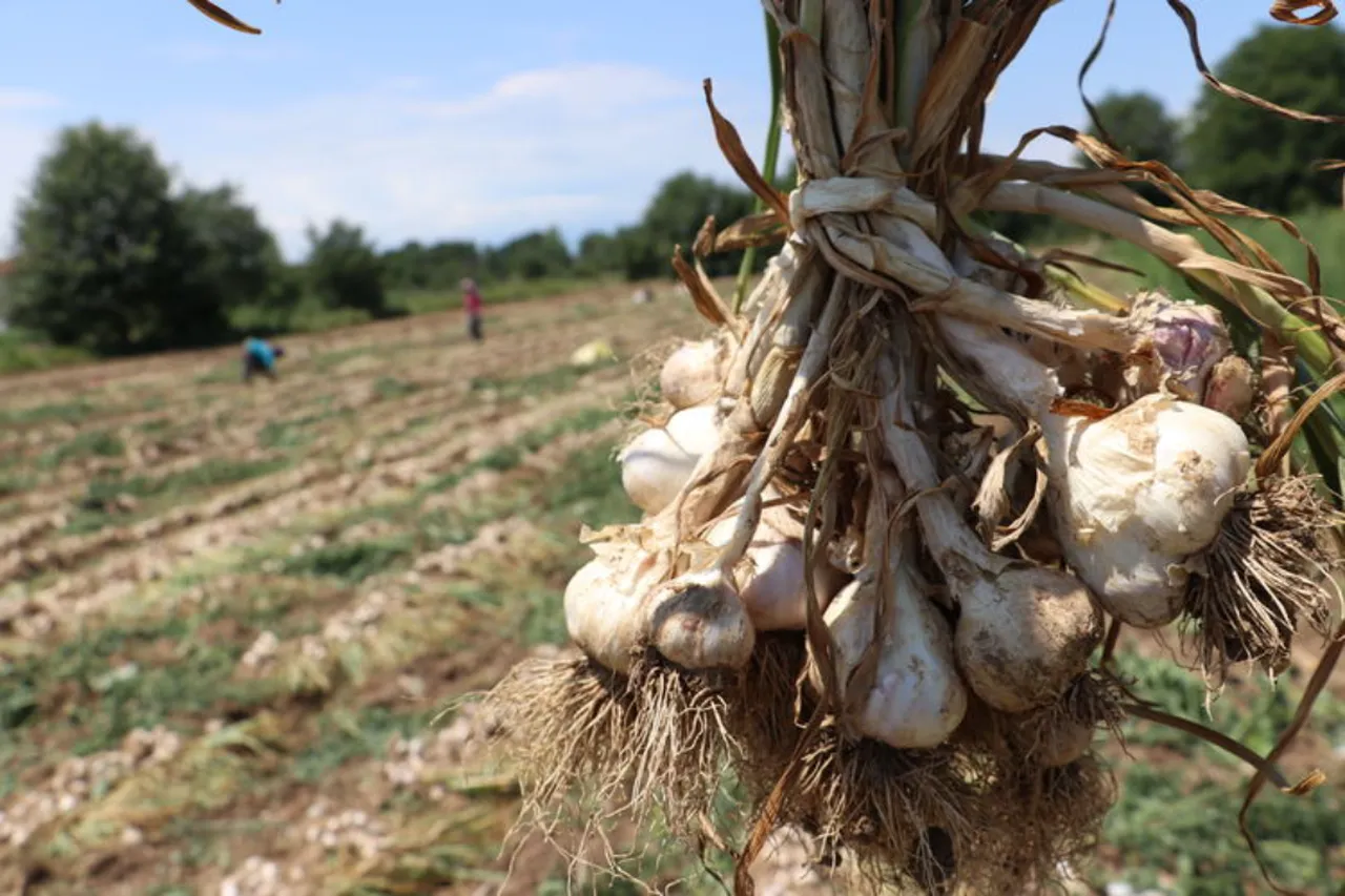 Taşköprü sarımsağı için 2026 yevmiye ücretleri belirlendi 
