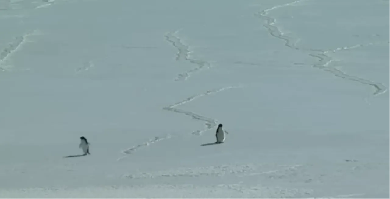 Yalnız penguen öldü mü, neden sürüden ayrıldı? Penguen olayının hikayesi