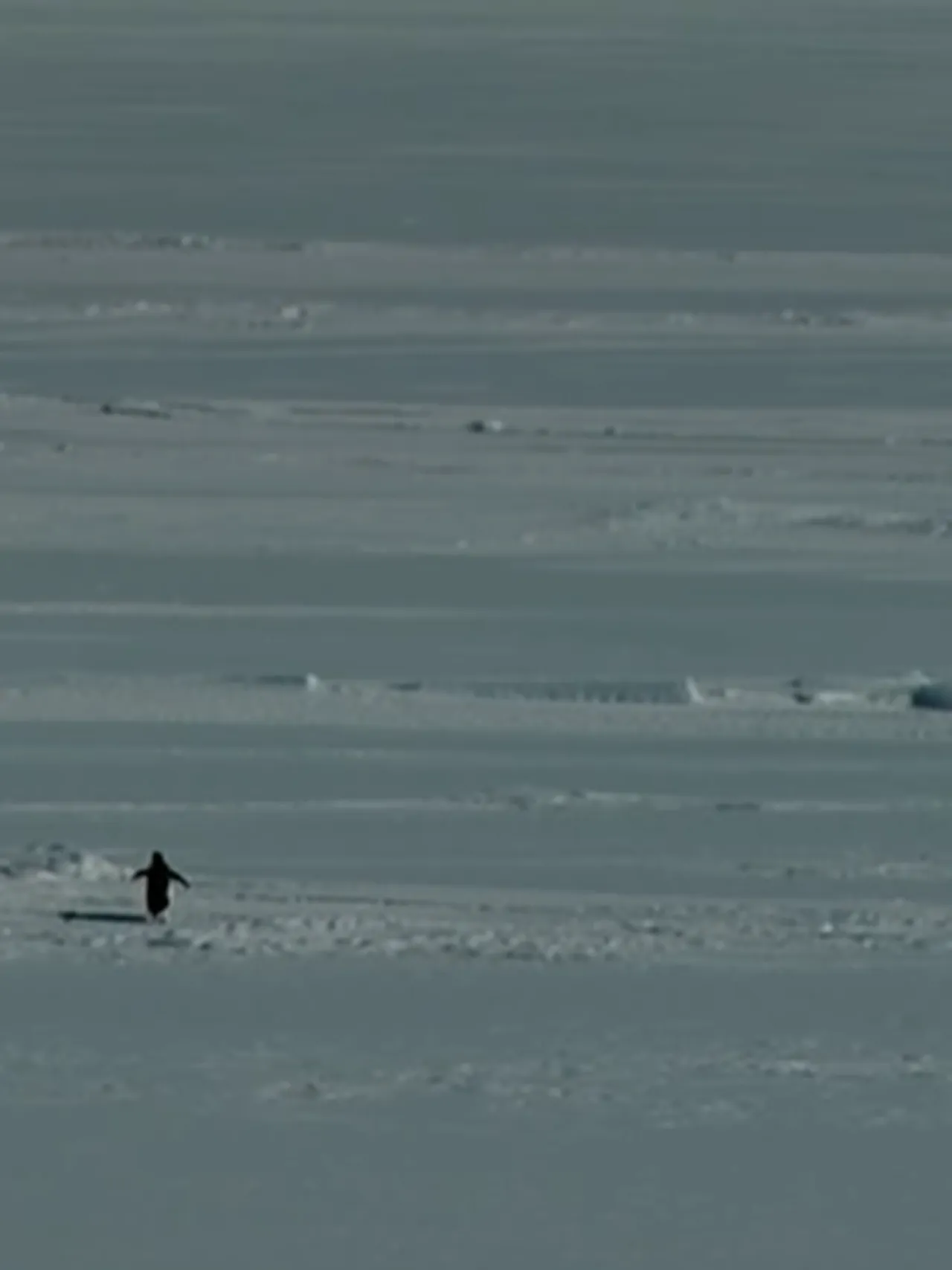 Yalnız penguen öldü mü, neden sürüden ayrıldı? Penguen olayının hikayesi