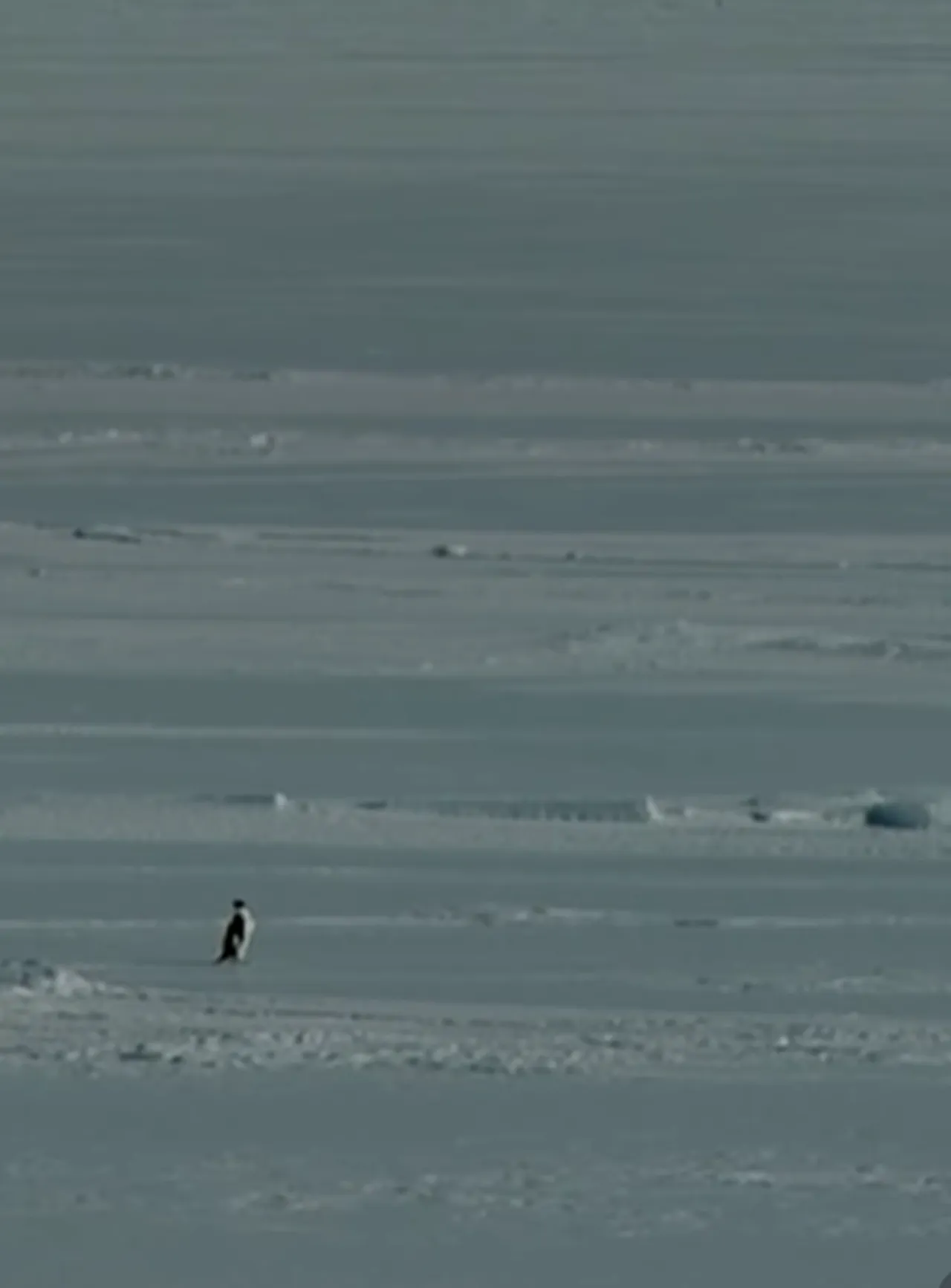Yalnız penguen öldü mü, neden sürüden ayrıldı? Penguen olayının hikayesi
