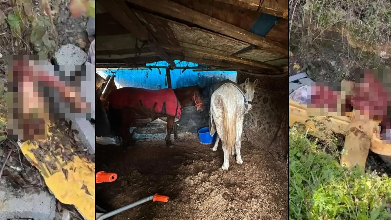 Eşek ve at kemikleri ekipleri kasaba götürdü! Kesime hazırlanırken yakalandılar