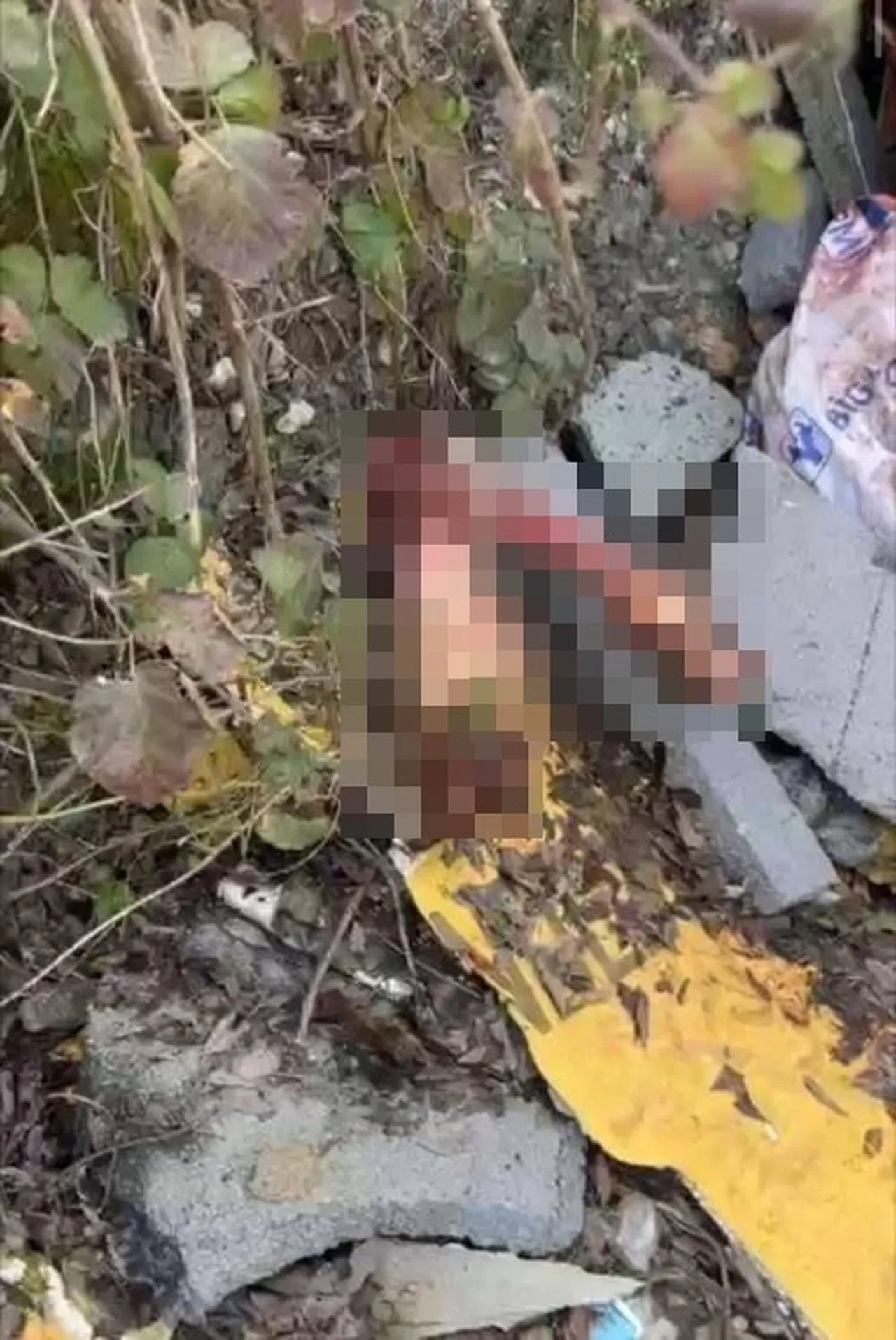 Eşek ve at kemikleri ekipleri kasaba götürdü! Kesime hazırlanırken yakalandılar