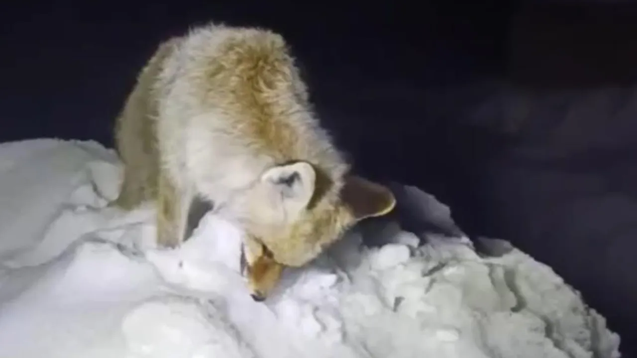 Hakkari Yüksekova'da Sibirya havası! Tilki ayakta donarak telef oldu