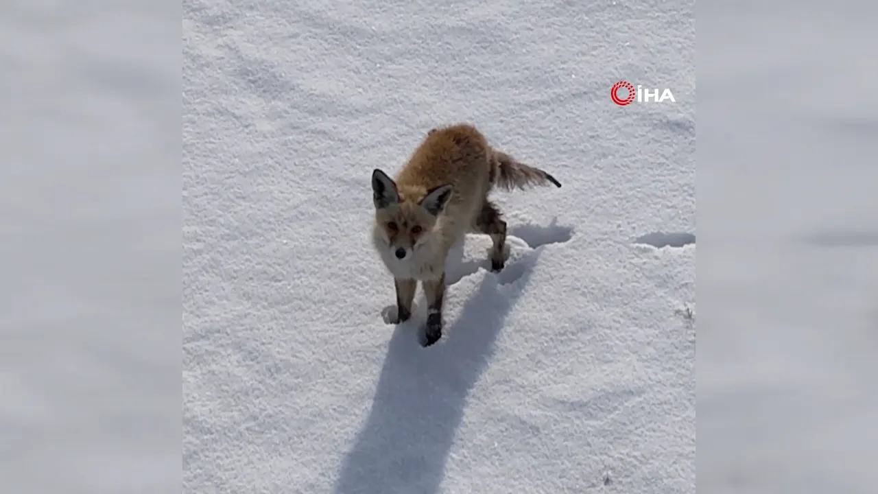 Kars'ta tilkinin dronla imtihanı! Önce baktı, sonra hızla kaçtı