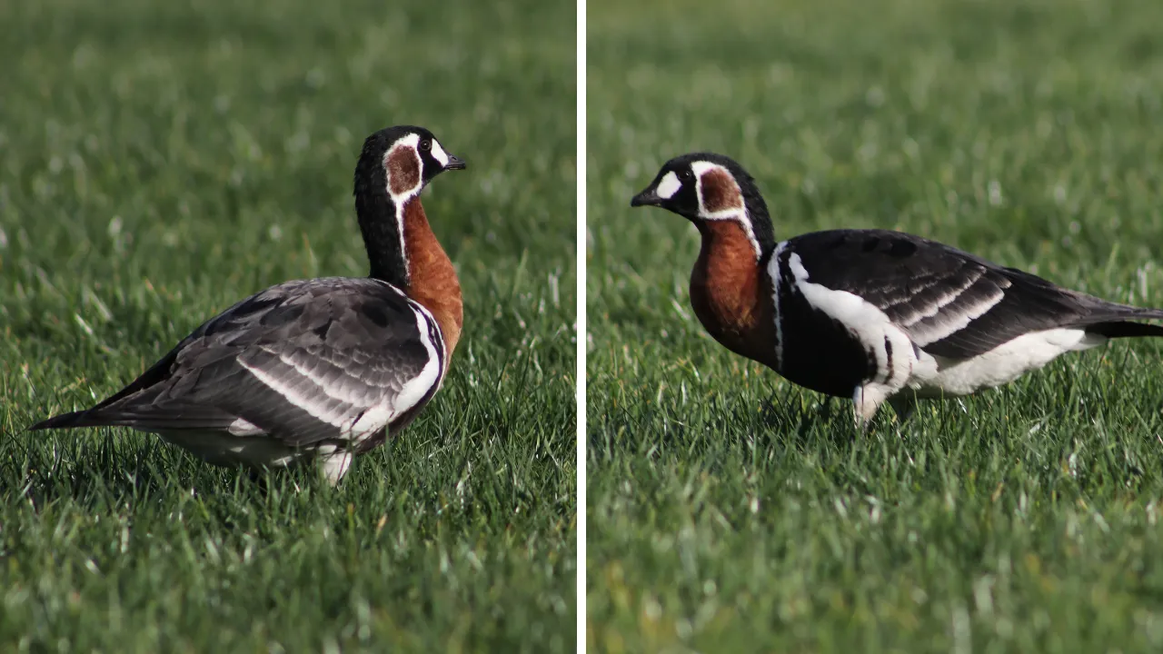 Rize'de görüldü! Fotoğrafını çekmek için il dışından gelen var