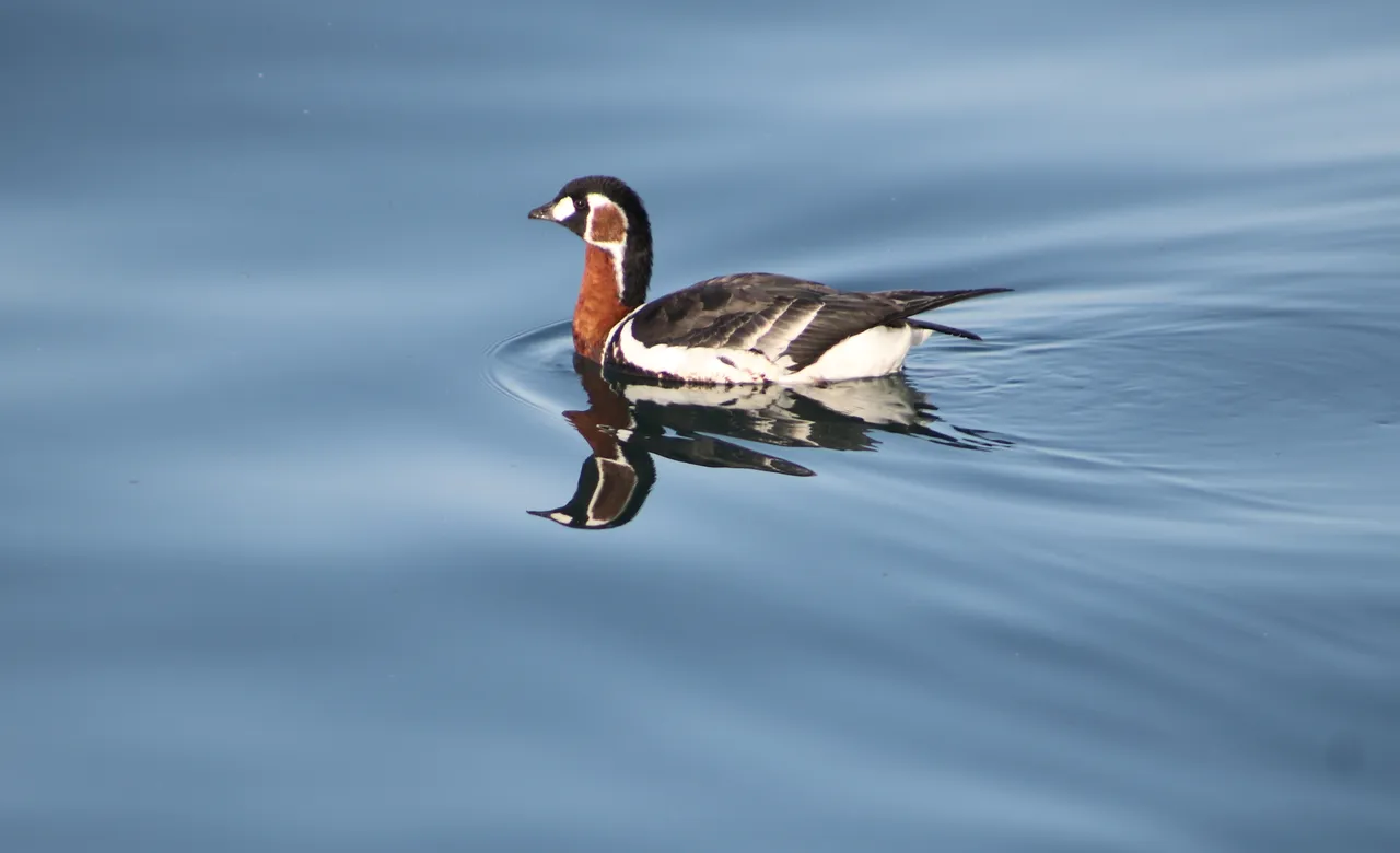 Rizede görüldü! Fotoğrafını çekmek için il dışından gelen var