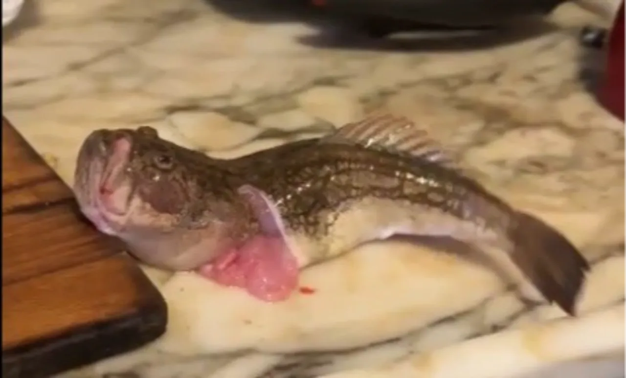 5 saat sonra temizledi, balık elinden fırladı! Balığın mutfaktaki ilginç anları