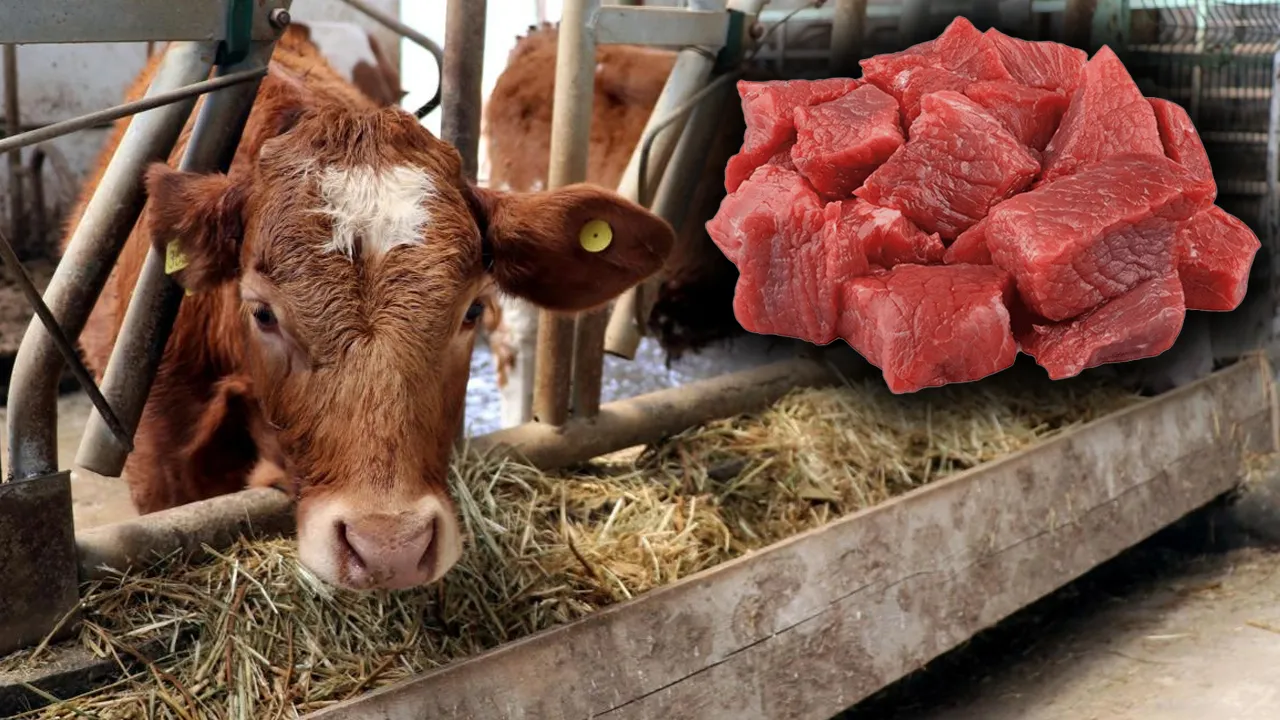 Kırmızı et fiyatlarını düşürecek proje geliyor! Pilot il olarak Erzurum seçildi
