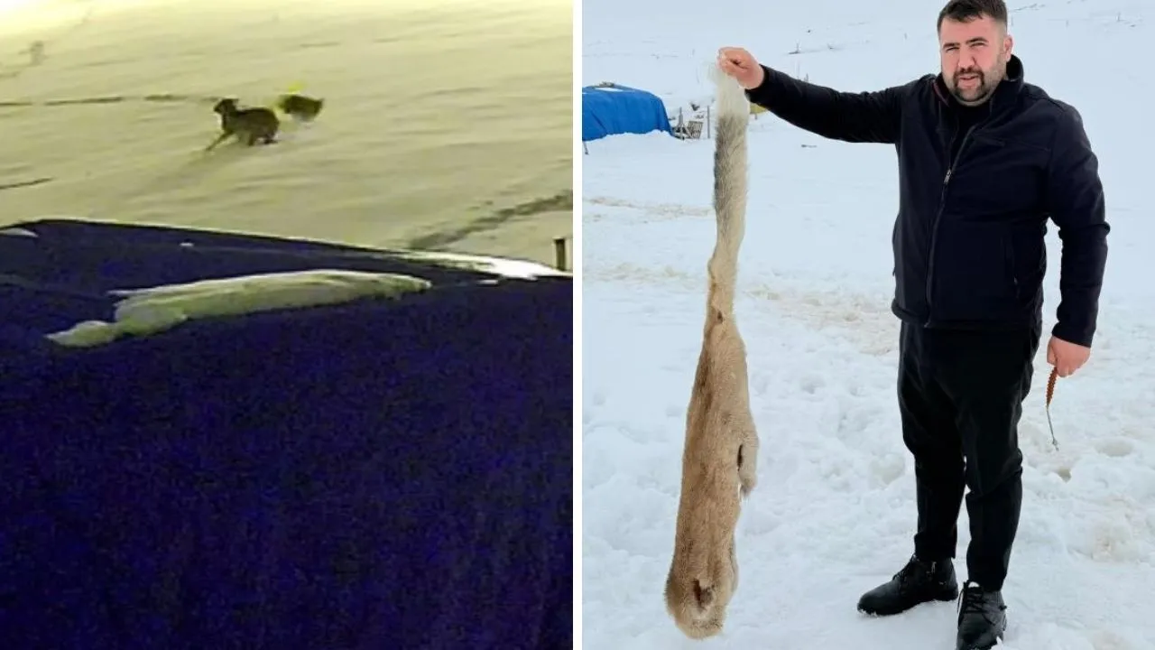 Kurtlarla dövüşen köpekten geriye postu kaldı