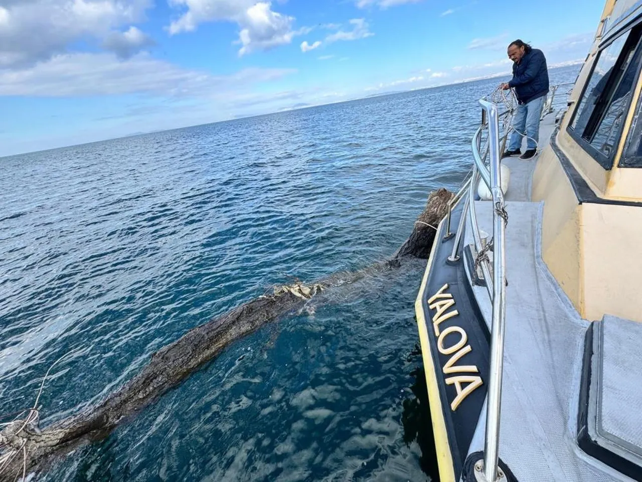 Marmara Denizi'nde feribot trafiğini tehlikeye atan yüzen ağaç kıyıya çekildi
