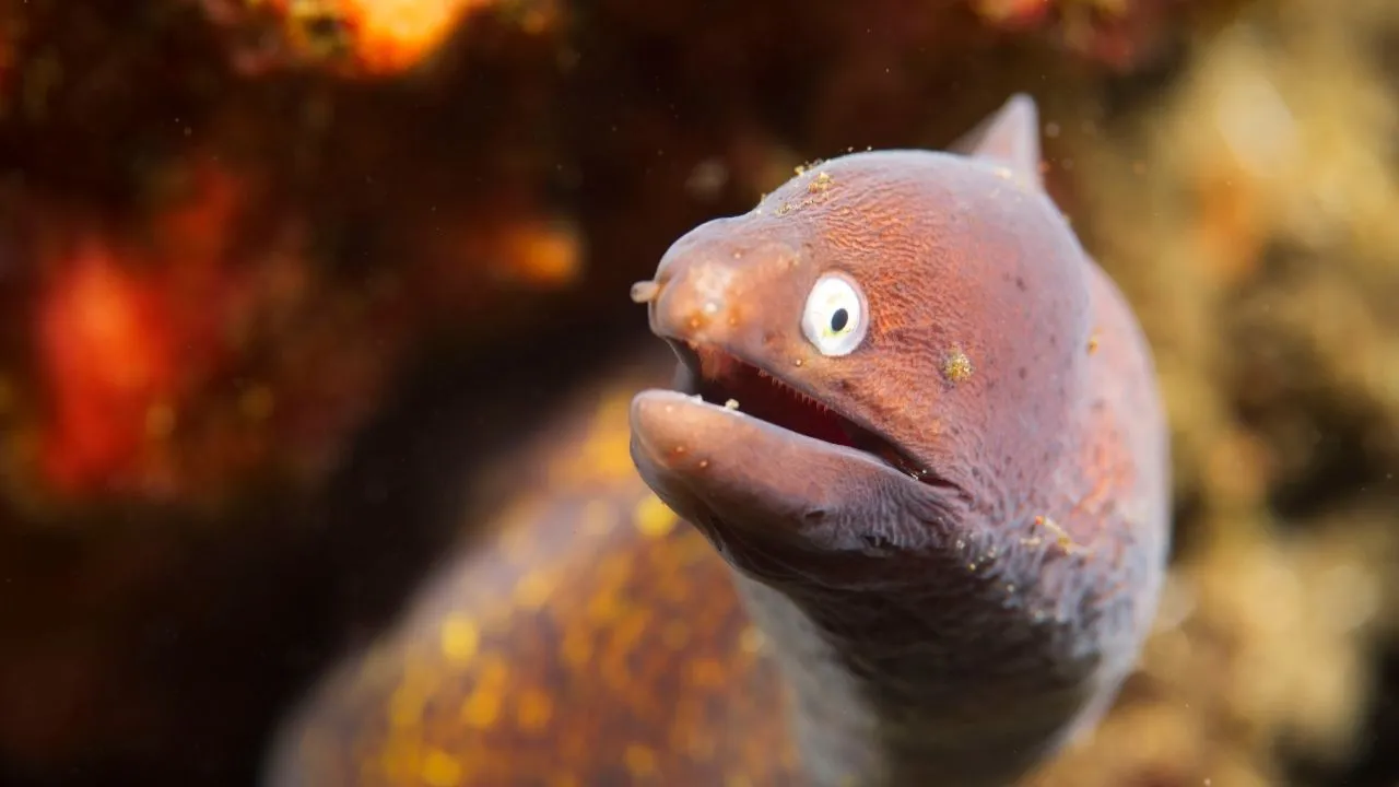 Müren balığı yenir mi, zehirli mi? Survivor 2026'da gündem oldu