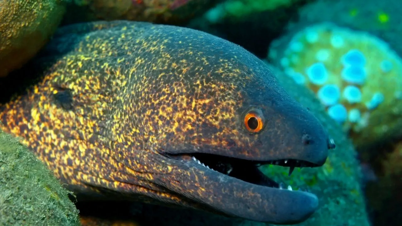 Müren balığı yenir mi, zehirli mi? Survivor 2026'da gündem oldu