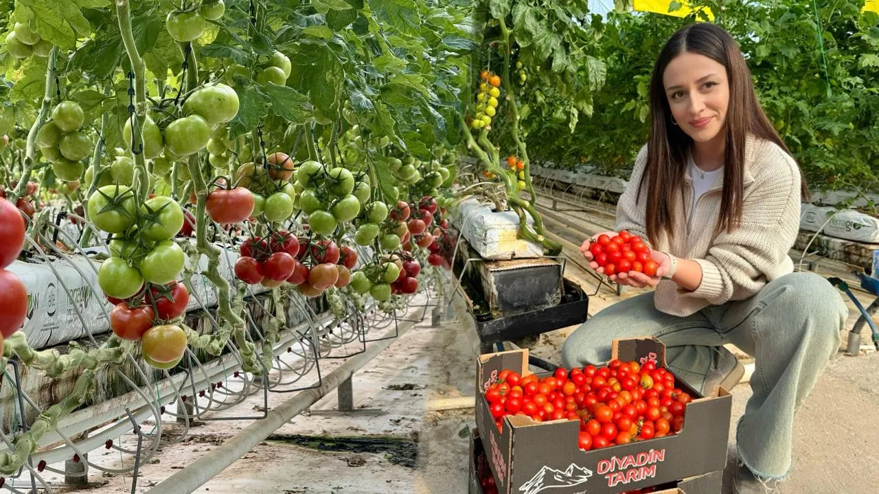 Ağrı'dan domates atağı: Eksi 25 derecede üretiliyor, Avrupa sofralarına gidiyor!