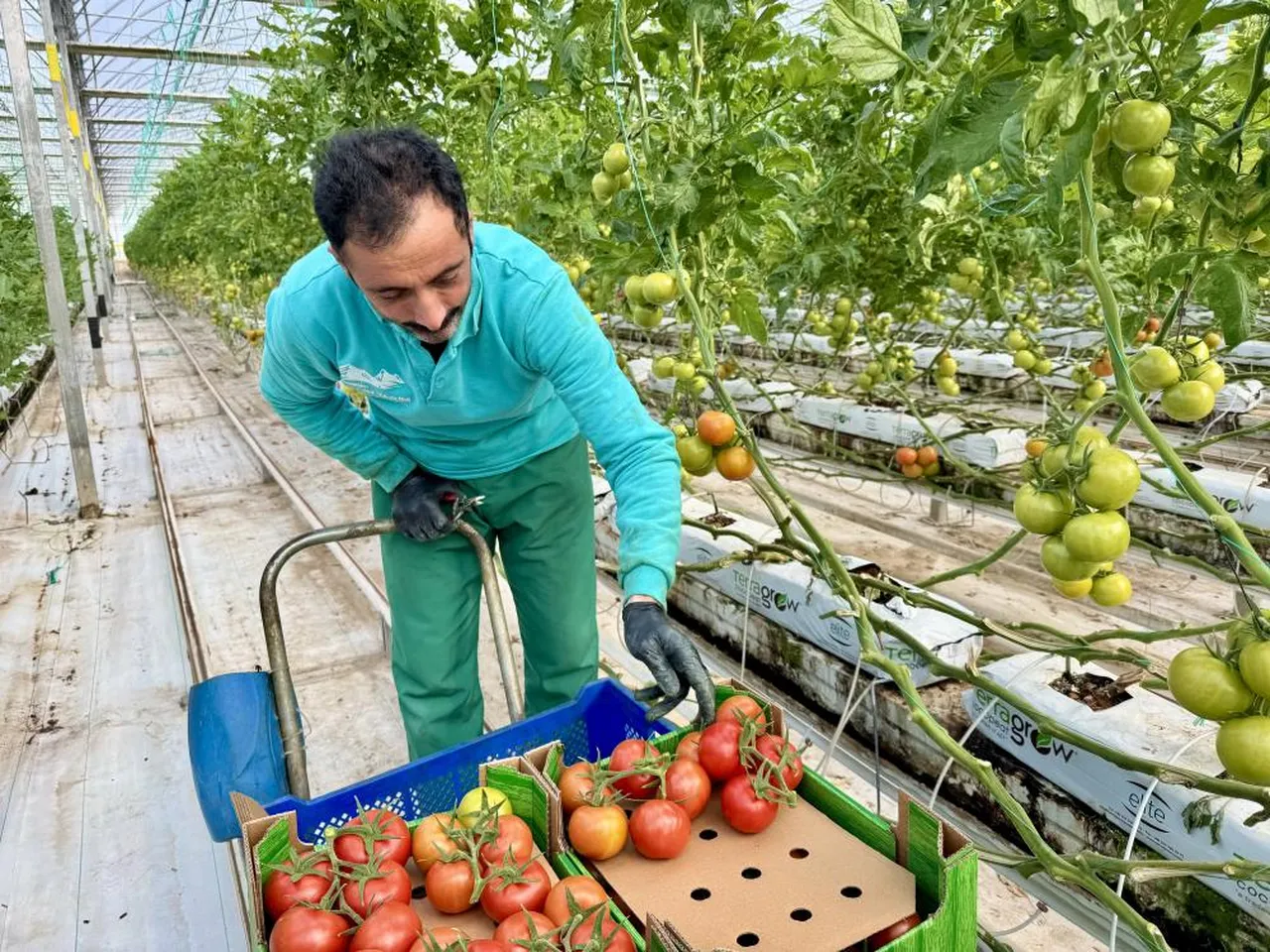 Ağrı'dan domates atağı: Eksi 25 derecede üretiliyor, Avrupa sofralarına gidiyor!