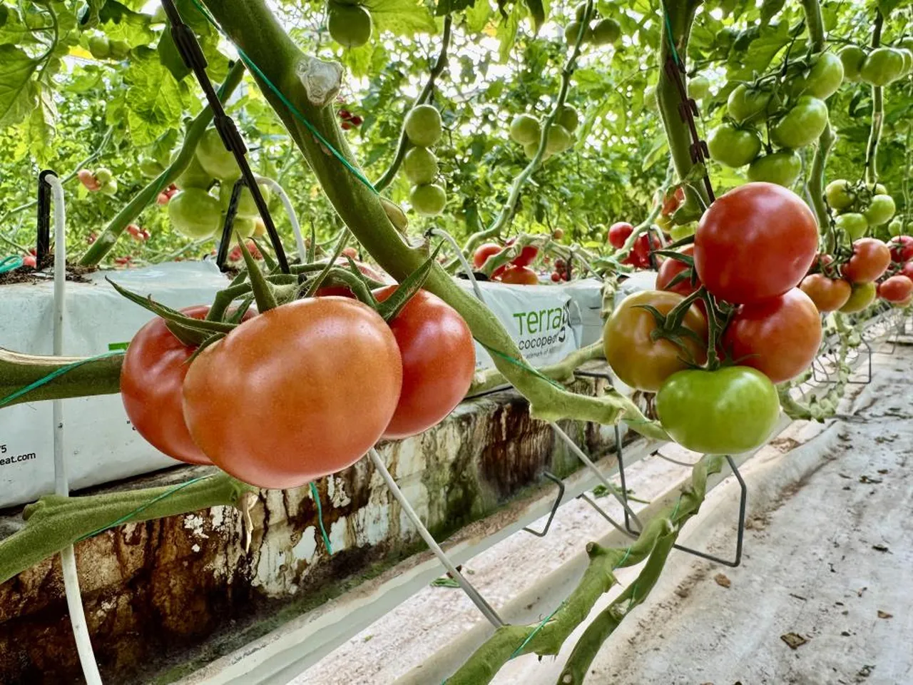 Ağrı'dan domates atağı: Eksi 25 derecede üretiliyor, Avrupa sofralarına gidiyor!