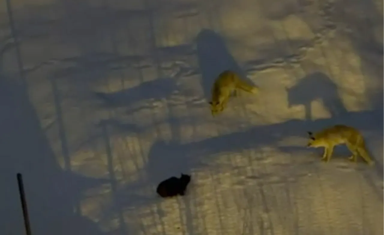 Hakkari'de sokak düellosu! Cesur kedi iki tilkiye geçit vermedi