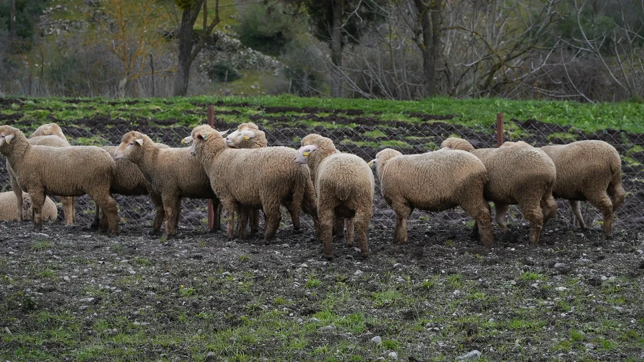 Yüzde 100 hibe ile destek verilecek! Balıkesir'de çiftçinin yüzü gülecek