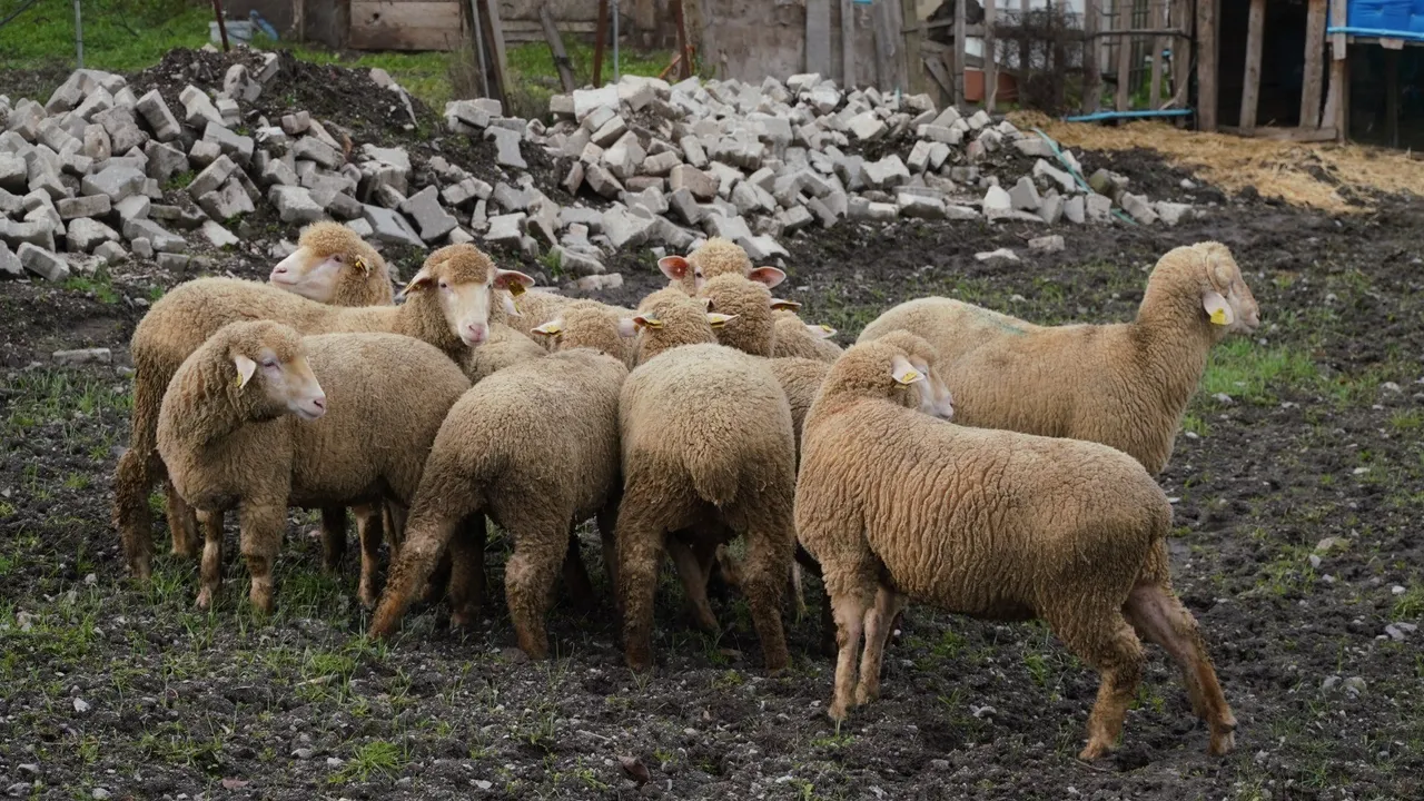 Yüzde 100 hibe ile destek verilecek! Balıkesir'de çiftçinin yüzü gülecek
