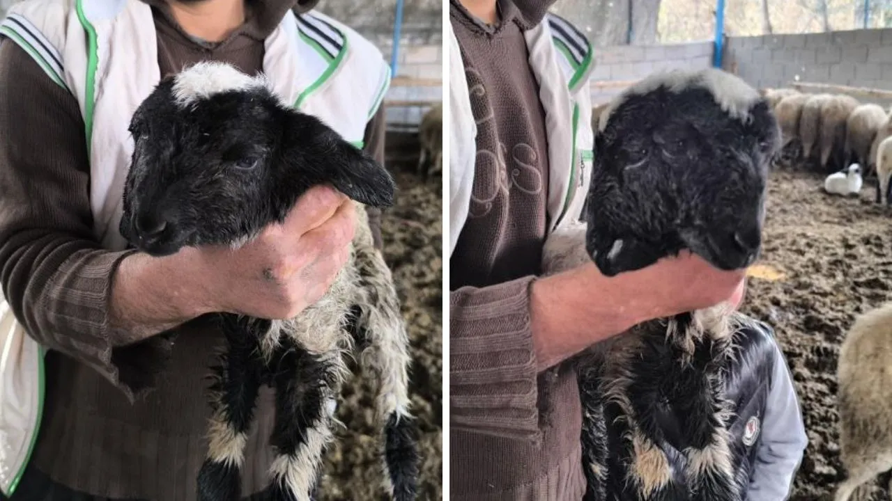 2 ağzı, 4 gözü var... Çift başlı kuzu hayata tutundu