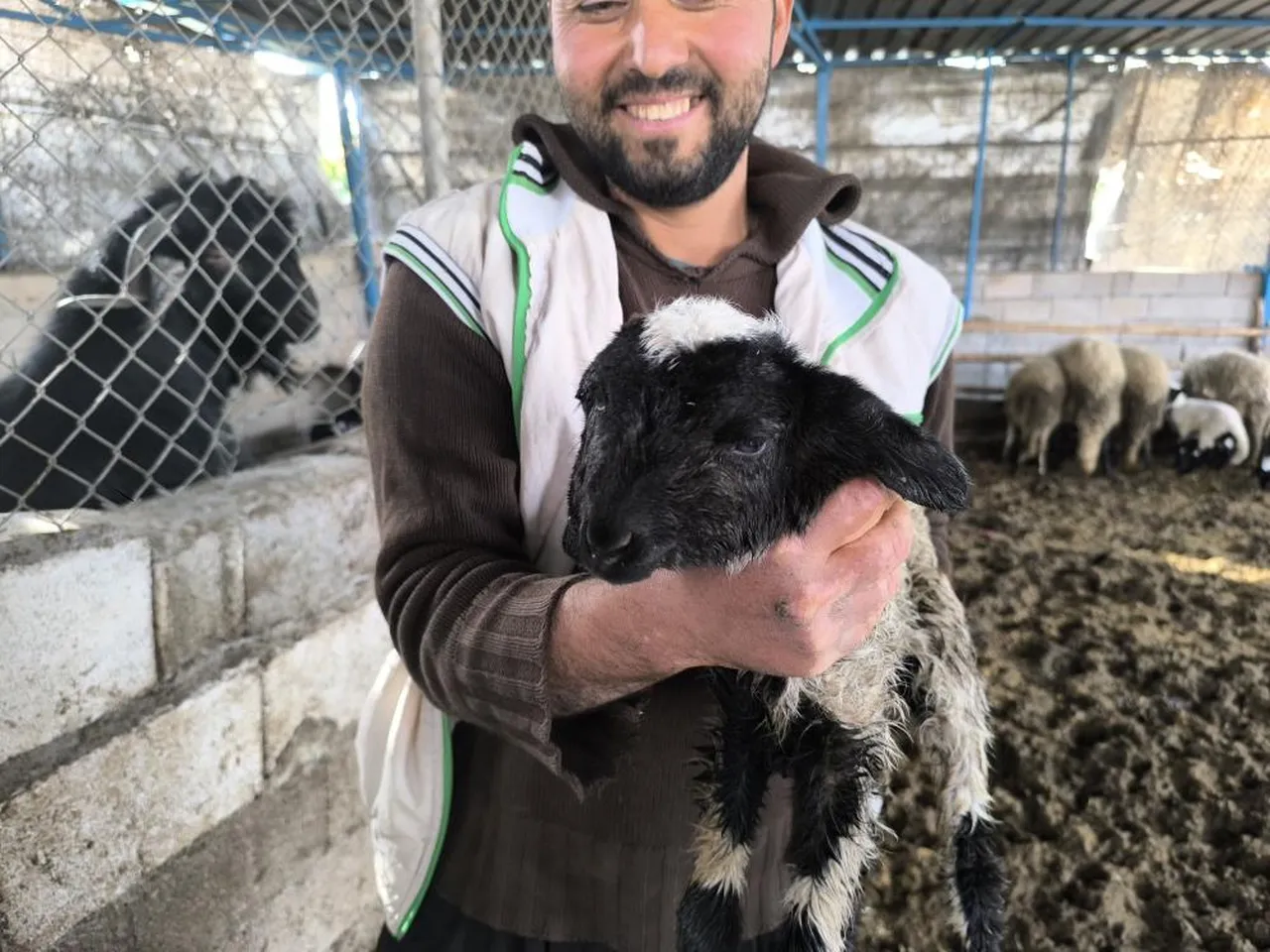 2 ağzı, 4 gözü var... Çift başlı kuzu hayata tutundu